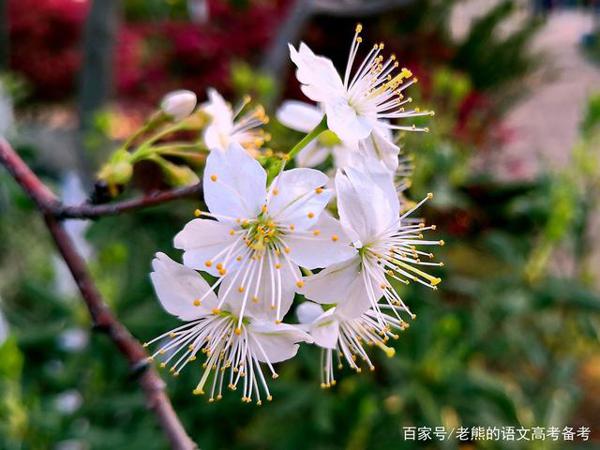 高考作文素材(人物篇2):席慕蓉 1
