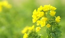 优秀作文|| 黄思桐：假如时间可以跳跃