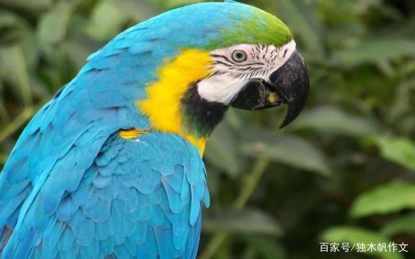 五年级作文：鹦鹉