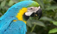 五年级作文：鹦鹉