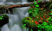 清清小溪水悠悠若耶情初中作文