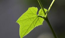 学生作文｜法律，你遵守了吗？