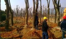 干旱地区园林绿化中的大树移植技术论文