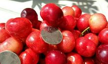 红宝甜樱桃在芮城县的表现及栽培技术论文