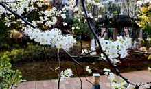 高考作文辅导10：倡议书之“抗击新型肺炎，拒绝捕食野生动物”