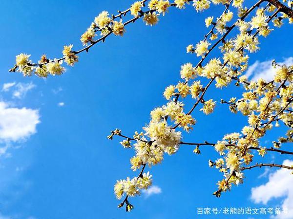 高考作文辅导10:倡议书之“抗击新型肺炎,拒绝捕食野生动物” 1