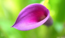 小学作文初中作文请在作文中多关注具体的事物，具体到名字