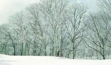 作文素材：描写冬天的好词好句及开头结尾