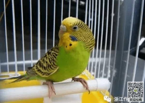 虎皮鹦鹉 我的宠物鹦鹉600字作文