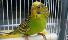 虎皮鹦鹉 我的宠物鹦鹉600字作文