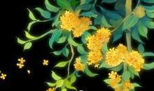 那一捧桂花香散文