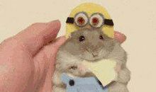 小蜜蜂 我喜欢的动物作文400字