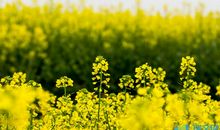 油菜花黄，油菜花香 高三作文500字