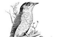 望帝啼鹃成语故事