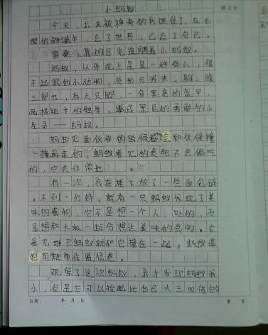 研究昆虫作文550字
