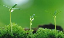 唯有源头活水来 野草的启示作文700字