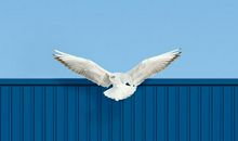 作文完不成，如果妈妈换个回答，西安这个9岁女孩就不会跳楼自杀