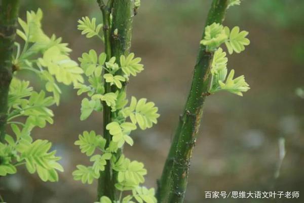 如何拒绝流水账作文(妙招在这里)