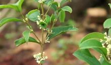 三年级写景作文，秋姑娘来了