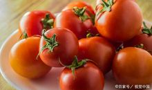 初三哲理作文：西红柿道理