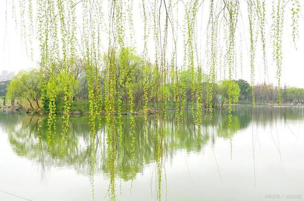 写景作文:柳色青青