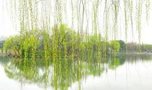 写景作文：柳色青青