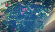 2020高考作文素材大全：英语作文高分模板汇总