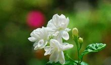 六年级作文：心如茉莉