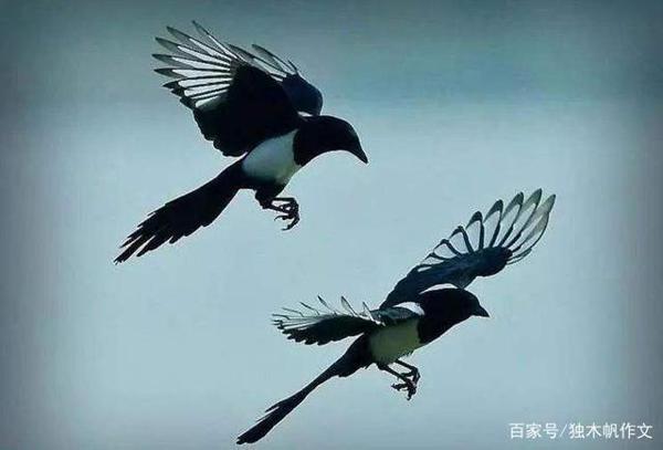 初一作文:从什么到什么作文