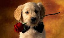 四年级作文：一只聪明的狗