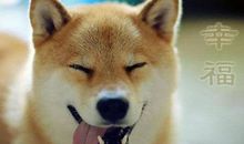 幸福幸福作文700字