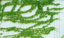 初三状物作文：爬山虎_700字