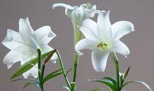 初三状物作文：百合花_750字