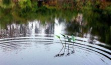 五年级作文：水的联想