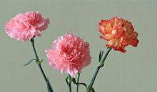 感恩母爱作文：赞赞我的母亲