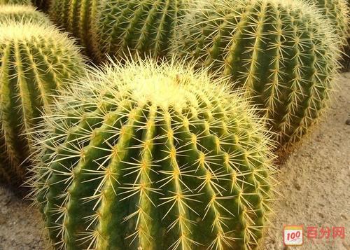 初三状物作文：仙人掌_600字