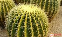 初三状物作文：仙人掌_600字