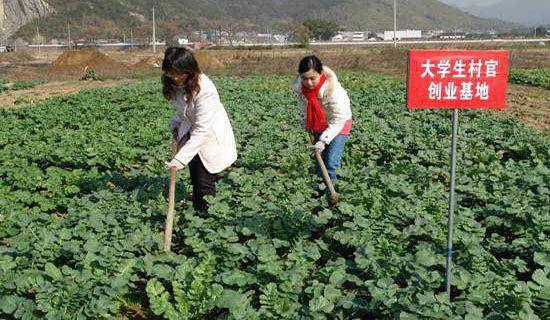 暑期大学生三下乡社会实践心得
