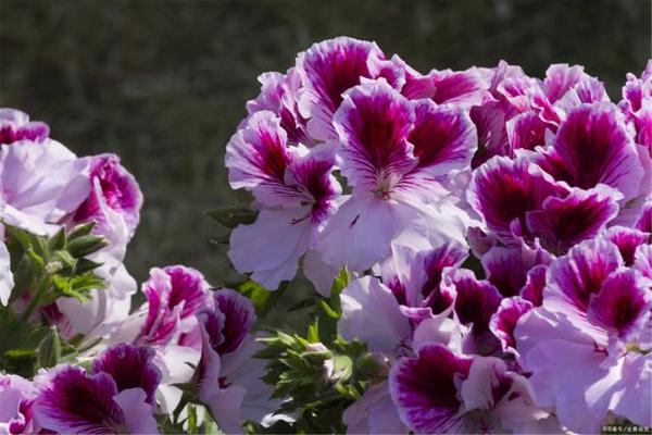 母亲节作文——令人骄傲的妈妈,样文+点评 3