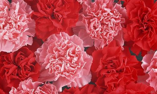 深秋的芙蓉真让我心动_750字