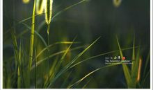 五年级散文：我是一株草_800字