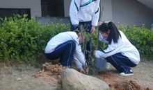 六年级散文：爱护校园一草一木_550字