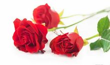 六年级散文：心中的美丽之花_500字