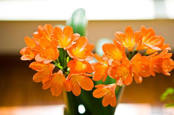 三年级孩子的起步作文，先从观察周围的事物开始 3