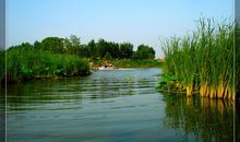 白洋淀上的“老鱼鹰” 读《芦花荡》有感600字