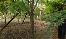 读《槭树下的家》有感 初中读后感600字