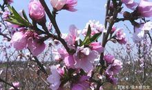 三年级作文：春天的美景