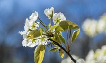 状物作文：我的植物朋友——银星海棠