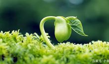 小学生作文：生命的意义