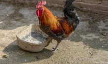 网课上进行了现场作文，看看小学生发挥得怎么样